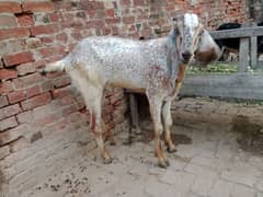 desi bakra qurbani ka liy Makki China