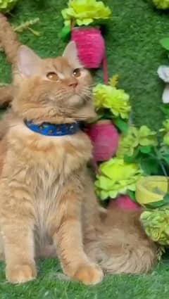 percian cat available contact me on what's app