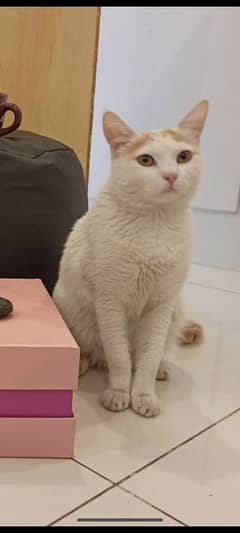 cat for adoption