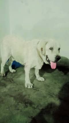 labrador
