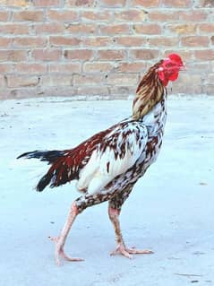 Pure Desi Murga For Sale /03255747691