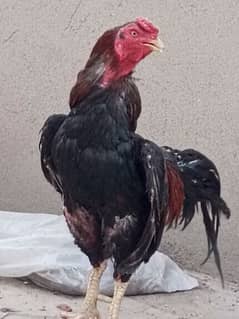 sale urgent