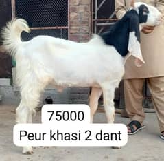 peur khasi bakry or ek chathra.