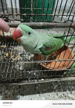 Raw near to self chick