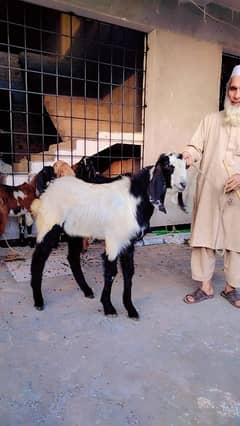 Bakry for sale