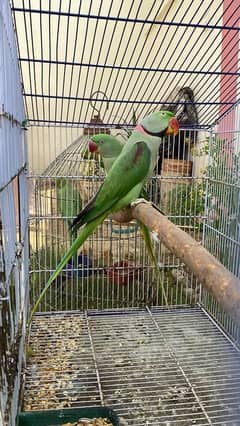 pahari breeder pair