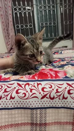 stray cat for sale