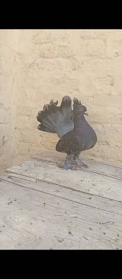 Pure laky kabutar full active white laky pigeons