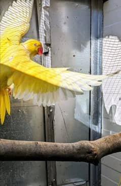 yellow parrot