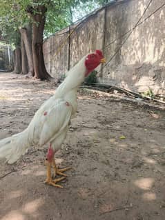 Heera