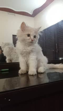 Sami punch face long coated female