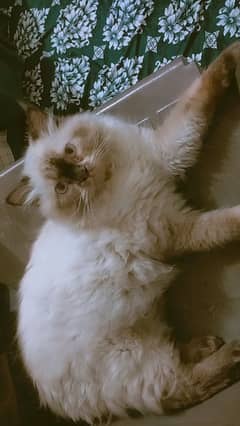six months vaccined Trained Male Cat
