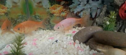 fishes