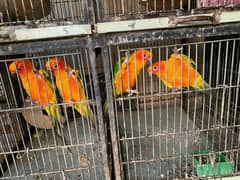 Sun conure