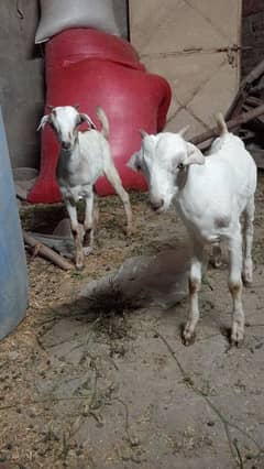2 adad good loking harni type bakra for sale