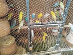 budgies
