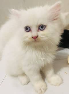 Cute