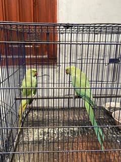 pair