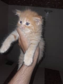 Persian kittens triple coated fawn colour pair