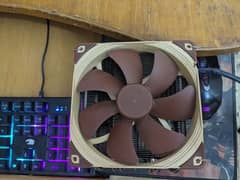 noctua