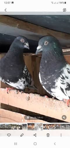 pegion