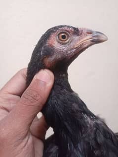 mushki lasani