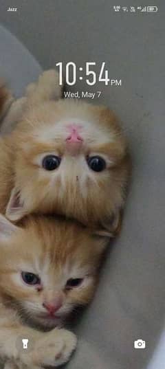 kitten's for sale