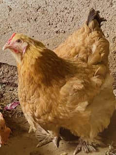 Golden fency quality bird