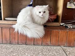 Beautiful Turkish Angora Cat for sale