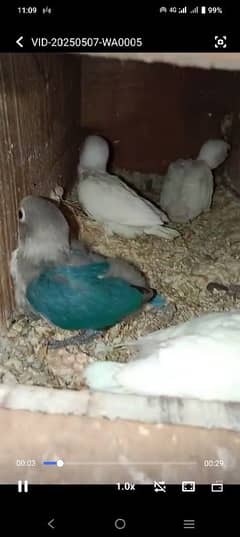 albino