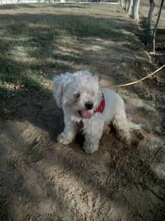 Maltese terrier puppy for sale