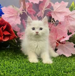 Persian