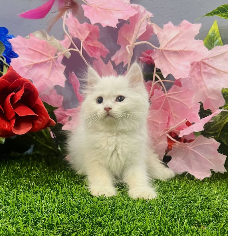 Persian Kittens |white| Triple Coated | Punch face | fluffy |cat 1
