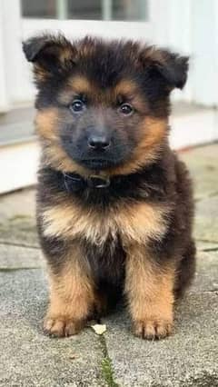 100% German Shepherd | Puppies | Dog | German Shepherd Puppy | GSD