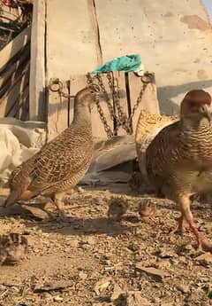 Teeter irani Pair with 6 healthy chiks