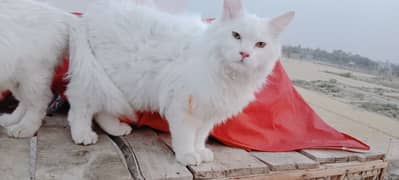 Persian