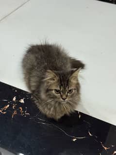 double coated persian female cat 3.5 months age
