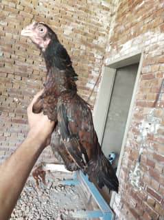 Amrohi