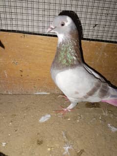 jora for sale