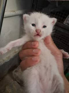 Healthy and active persion kittons pink nose  blue eyes