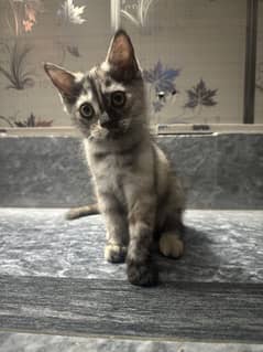 Persian Kittens