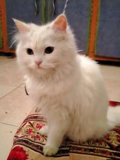 Persian
