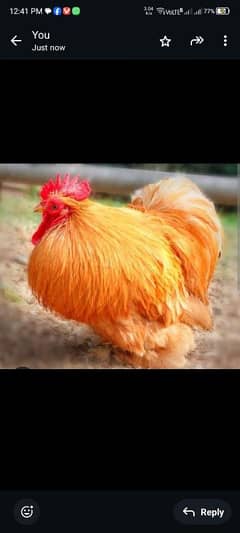 BANTAM