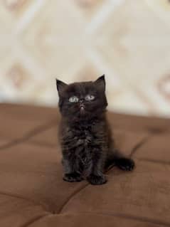 persian Cats | Persian Kittens | Triple Coated | Kittens For Sale