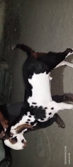 Qurbani ka Bakra