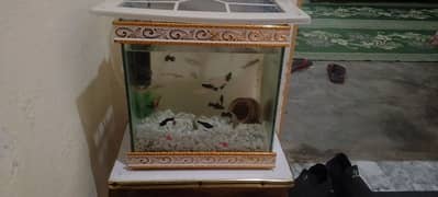 aquarium