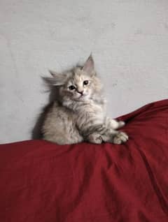 Persian