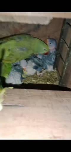 Raw Parrot Chicks Month Old
