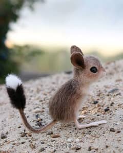 hamster for sell