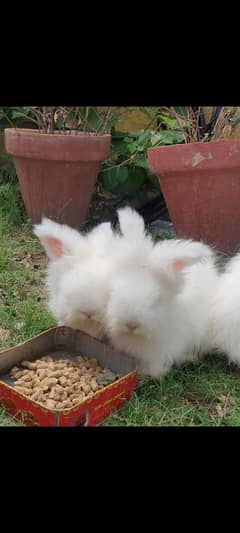 Angora rabbits